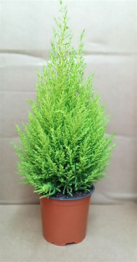 Cupressus Macrocarpa Goldcrest - Green Experts Landscape