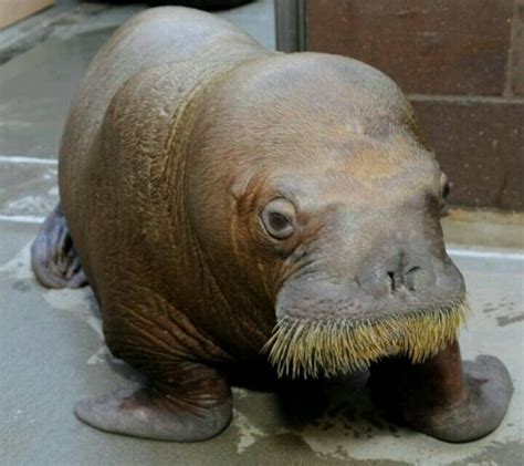 Baby walrus! I NEED! | I love animals:) | Pinterest | Babies and Baby ...