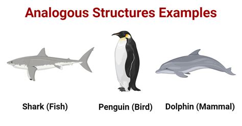 Analogous Structures: Definition, 4 Examples, Significances