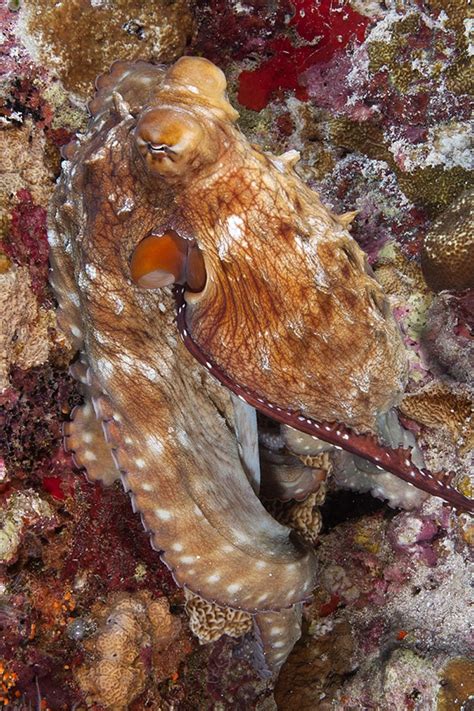 Day Octopus Mating at Chagos Archipelago (KSLOF)Living Oceans Foundation