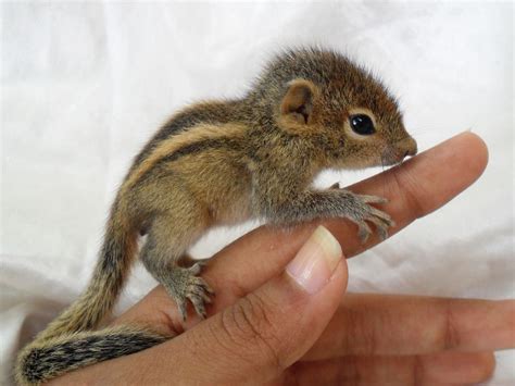 Baby chipmunk on a finger - Procyon Wildlife