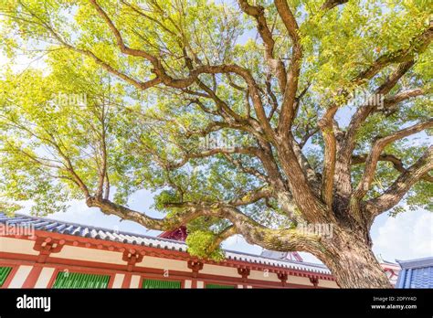 Inside the Shitennoji Temple complex in Osaka, Japan Stock Photo - Alamy