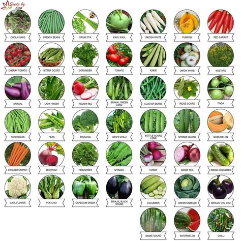 Seeds Vegetable Seeds (Pack of 45) For Home Gardening Fresh Seed Free ...