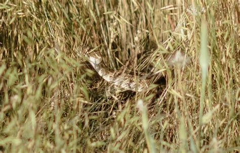 Rattlesnake bites Colorado groom during wedding photos