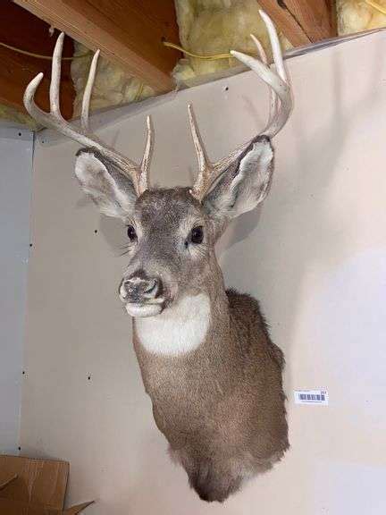 Eight point buck mount - McLaughlin Auctioneers, LLC- mc-bid.com