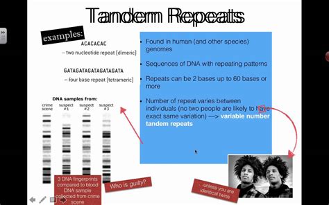 Describe Why Tandem Repeats Are Useful in Dna Profiling - Reed-has-Howard