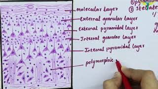 Cerebral Cortex Histology Labeled