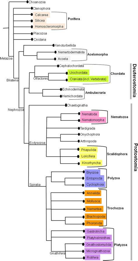 The current phylogenetic relationships in Metazoa. This tree was ...