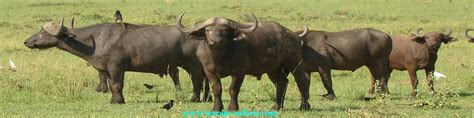 Buffalo Herd in the East African Wilderness | Terrain Safaris