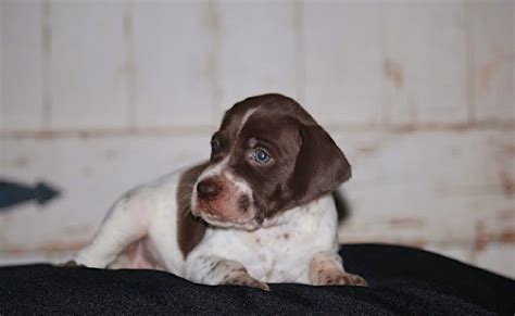 Braque Francais Puppies – Boykin Spaniels and other Gun Dogs Available ...