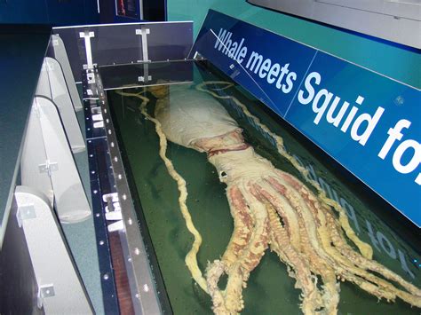 File:Giant Squid, Melbourne Museum.jpg