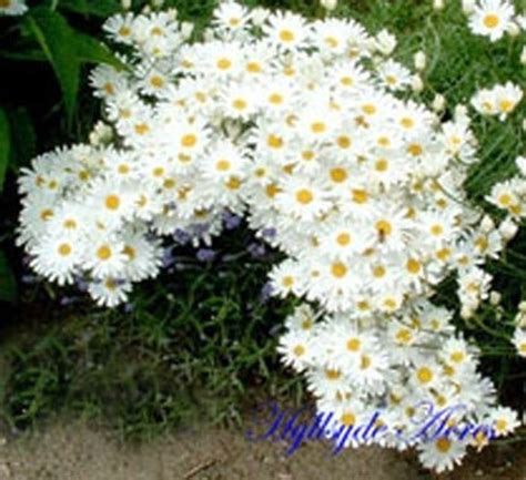 Pyrethrum Daisy Heirloom Flower Seeds