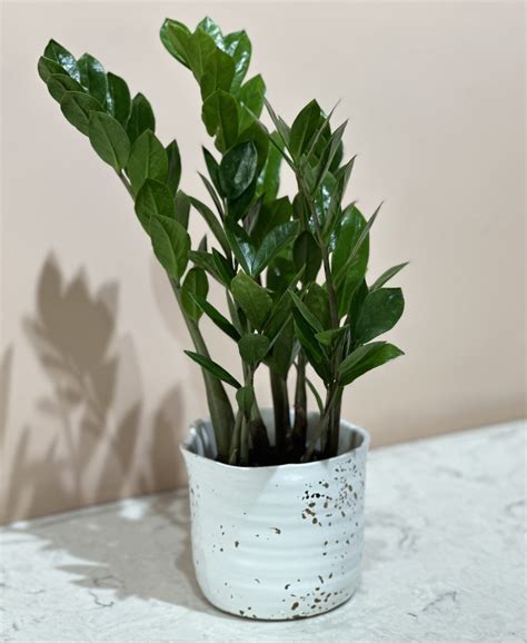 ZZ Plant (ZAMIOCULCAS ZAMIIFOLIA) | Red Square Flowers