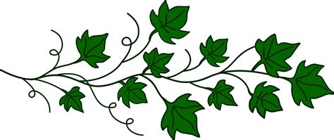 Vine of Ivy Leaves - Free Clip Art