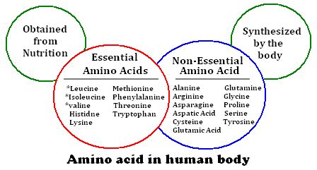 The Essential Amino Acids to keep us and our loved ones happy, healthy ...