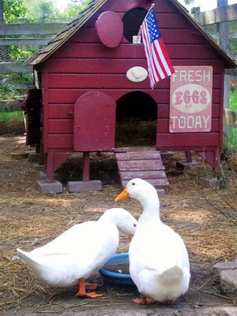 Domestic Duck House Plans Free - Modern Home Plans