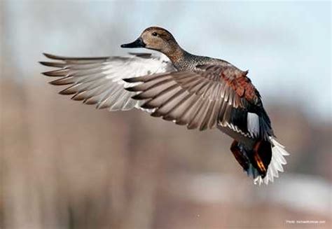 Gadwall | Types of Ducks & Geese