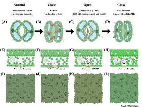 Guarding and hijacking: stomata on the move: Trends in Plant Science