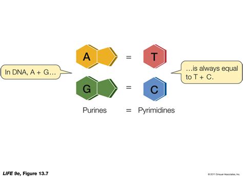 Chargaff's Rule - Rethink Biology Notes