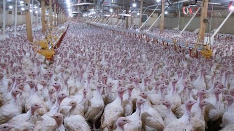 Investigation: Turkey Farming | Viva! The Vegan Charity