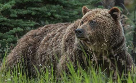 Mama and Baby Bear Climbing Mountain in Russia - Bracewell Coved1963