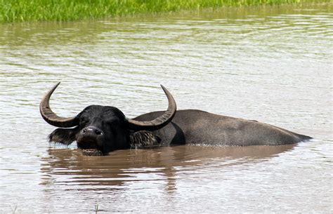 Black water buffalo on water during daytime photo – Free Animal Image ...