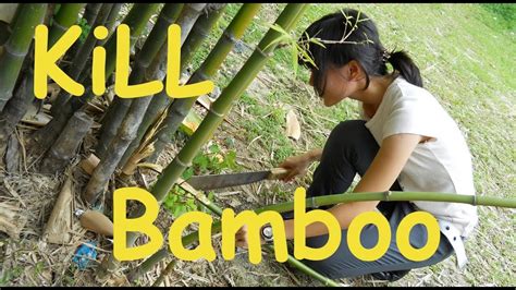 HOW TO GET RID OF BAMBOO from your yard! - YouTube