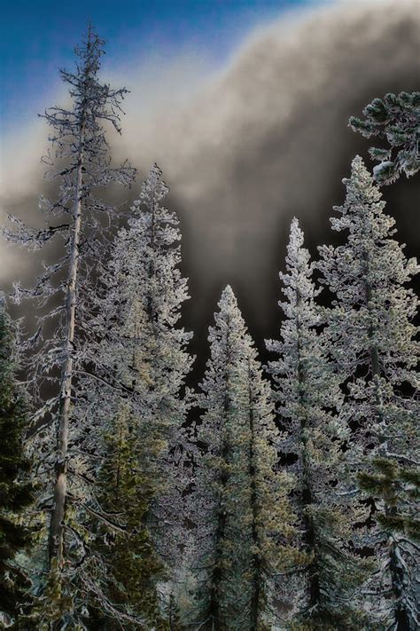 Winter Forest on Mt. Hood Photograph by Bruce Block - Fine Art America