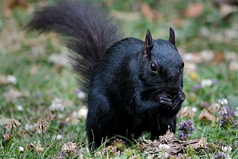 Almanac: Black Squirrels - Amherst Indy