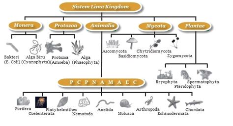 Klasifikasi Makhluk Hidup 5 kingdom – Apa Sajakah itu? - Soal Petani