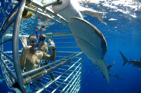 North Shore Shark Cage Diving - Adventure Tours Hawaii