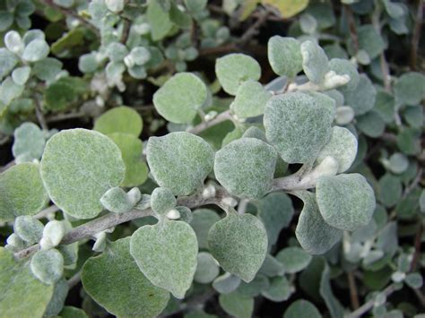 helycrisum petiolare silver - Google keresés | Summer bedding plants ...