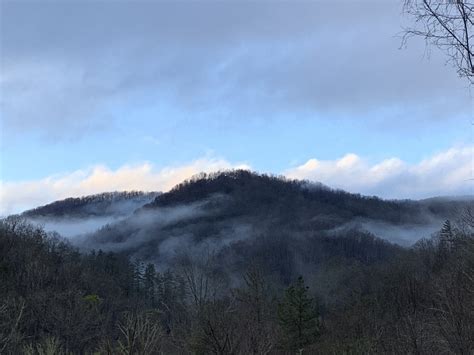 The Forest in Winter - Conserving Carolina