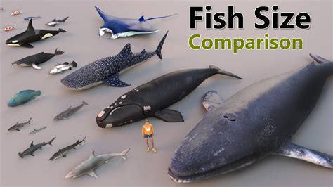 Fish Size Comparison | Smallest Fish | World Largest Fish | water ...