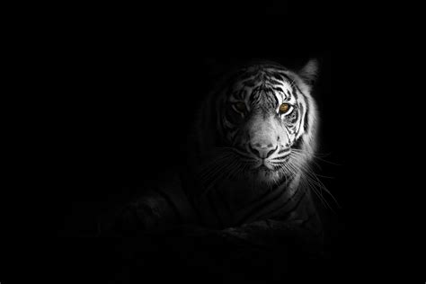 Big Cat Tiger 4k Wallpaper,HD Animals Wallpapers,4k Wallpapers,Images ...