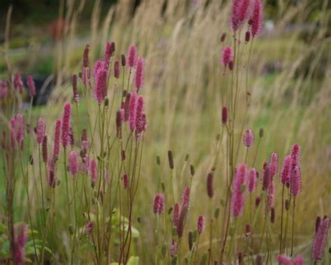 Sanguisorba Blackthorn - Mount Venus Nursery