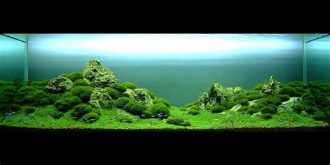 aqua design amano - Google Search | Aquascape, Freshwater aquarium ...