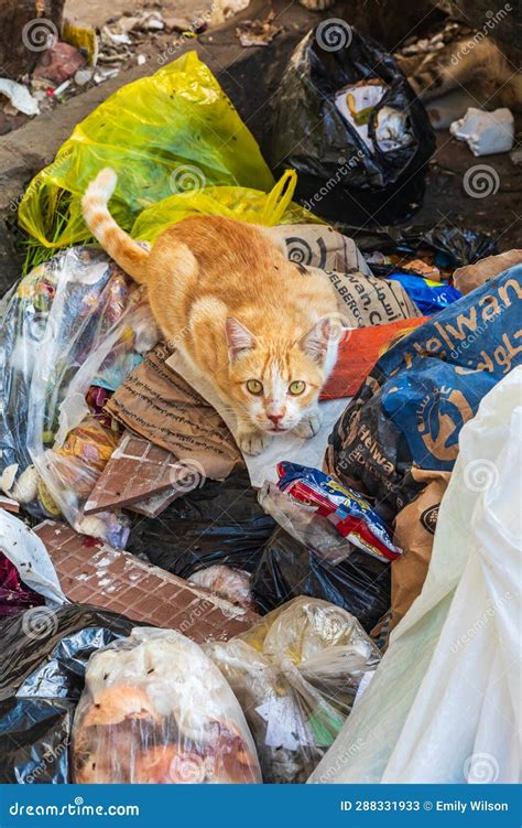 Feral Cat in Garbage in Cairo Editorial Stock Photo - Image of ...