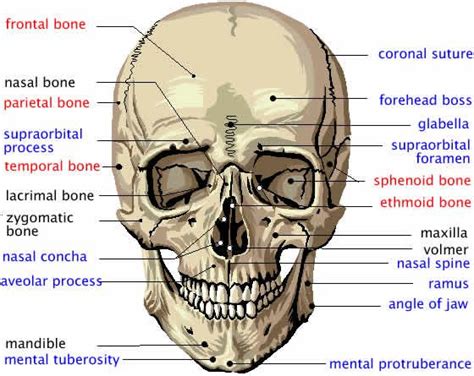 Pin on Facelifts