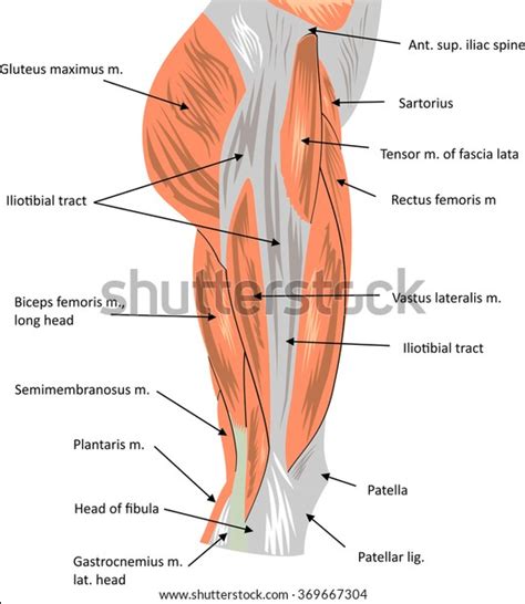 6.669 Anatomy Hip Muscles Bilder, Stockfotos und Vektorgrafiken ...