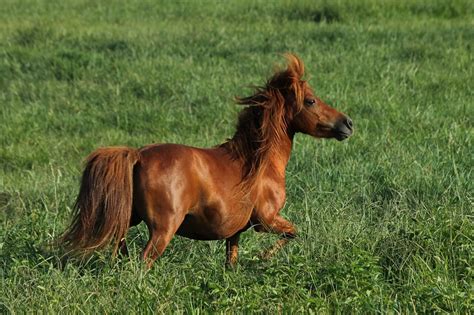 Top 7 Miniature Horse Training Tips - Horses & Foals