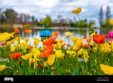 Visitors admiring the mass of colourful tulips at the Floriade 2019 ...