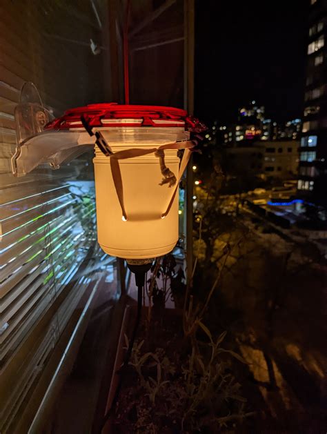 DIY Hummingbird Feeder Heater for Vancouver Anna's Hummingbirds ...