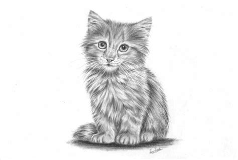 Realistic Cat Drawing at PaintingValley.com | Explore collection of ...