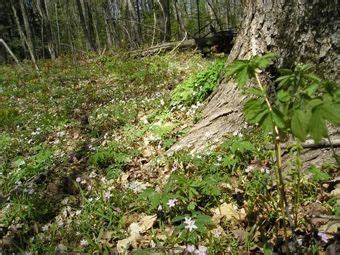 Plover River Woods | No. 574 | Wisconsin DNR