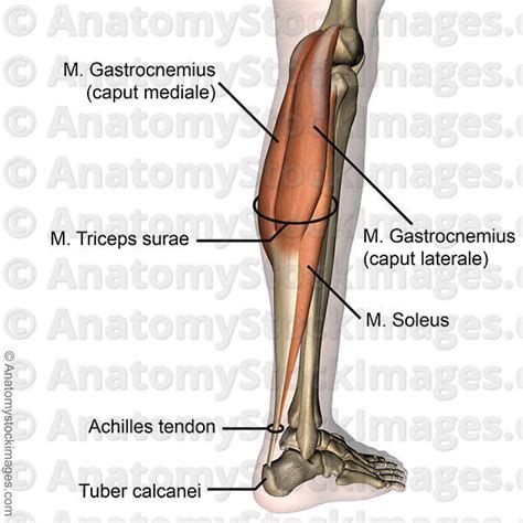 Anatomy Stock Images | lowerleg-musculus-triceps-surae-achilles-tendon ...