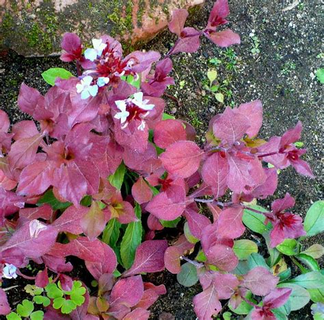 Hardy Blue Plumbago (Ceratostigma plumbaginoides) - Garden.org