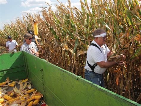 Corn Fields Harvest