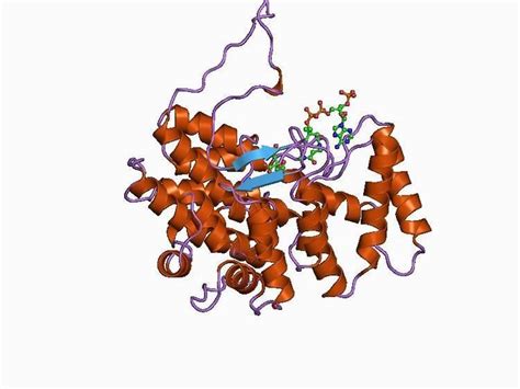 Citrate synthase family - Alchetron, the free social encyclopedia