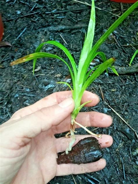 12 Tropical Plant Bundle Hawaiian Bamboo ORCHID HALA Tree | Etsy